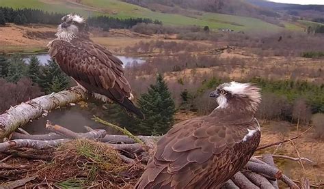 llyn clywedog ospreys